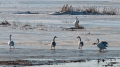 092_Biebrza - marzec 2013